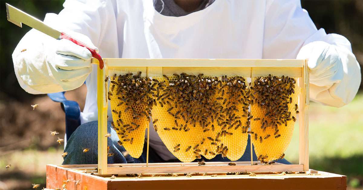 Imker, der Waben aus dem Bienenkasten hebt