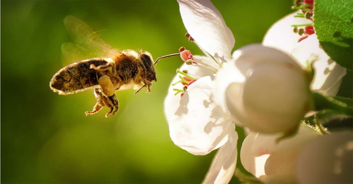 Biene, die eine Blüte anfliegt